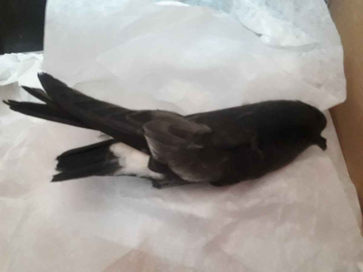 Wilson's Storm-Petrel (Fuegian) - ML229907061