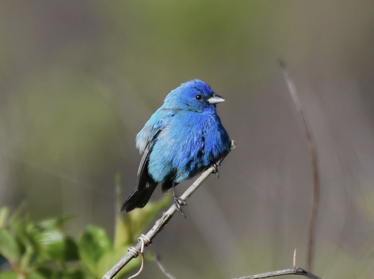 Indigo Bunting - ML229907251