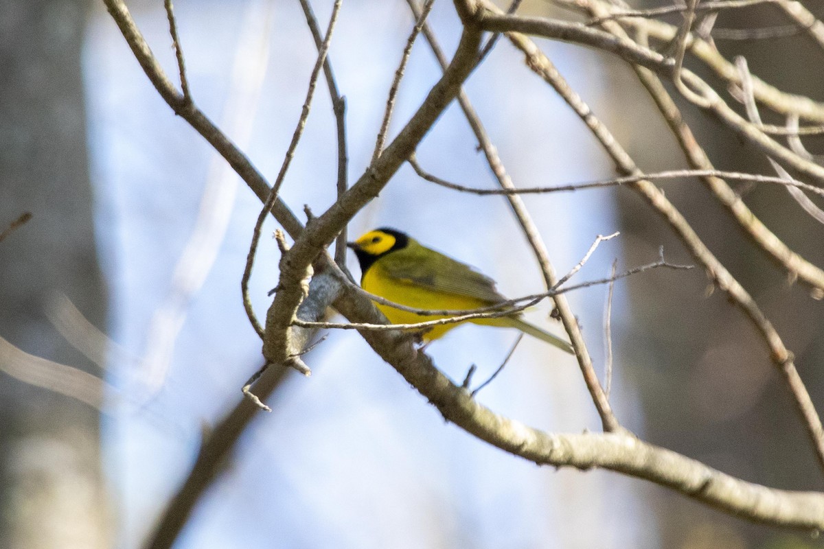 Hooded Warbler - ML229908751