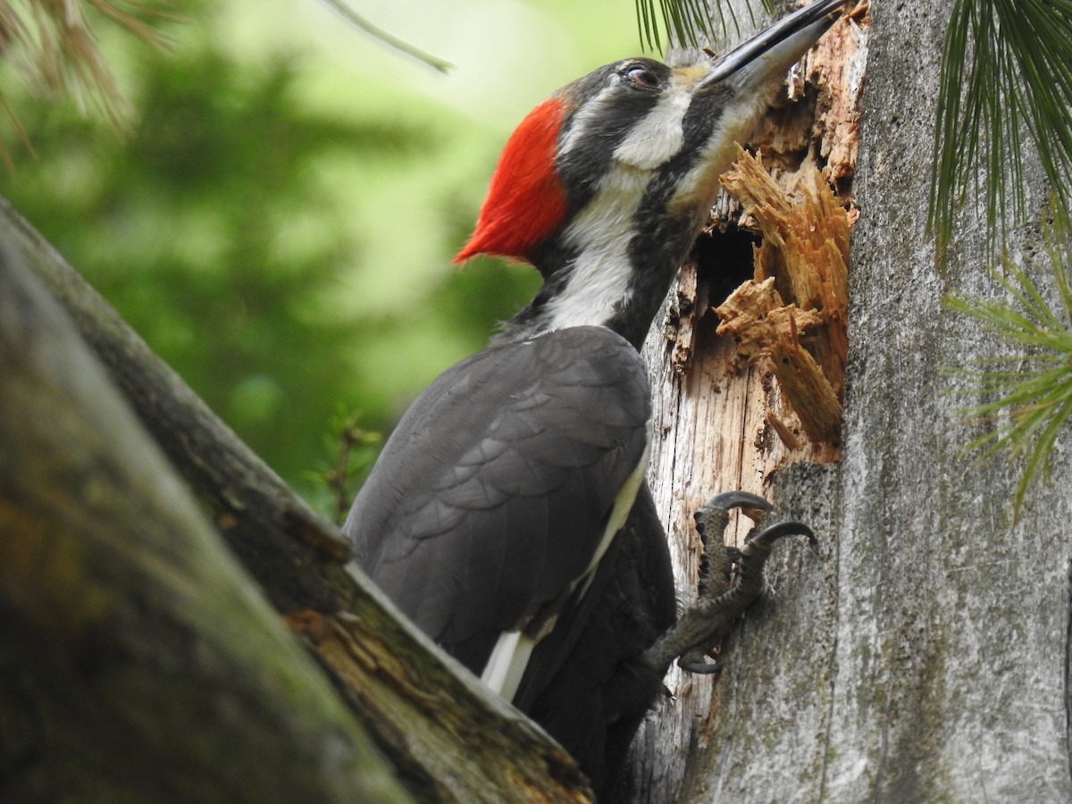 Pileated Woodpecker - ML229909901