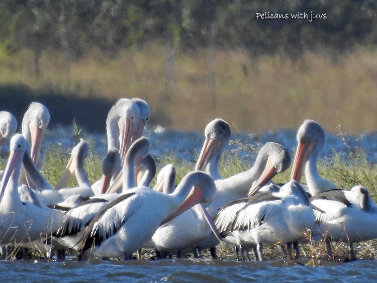 Australian Pelican - ML229910681