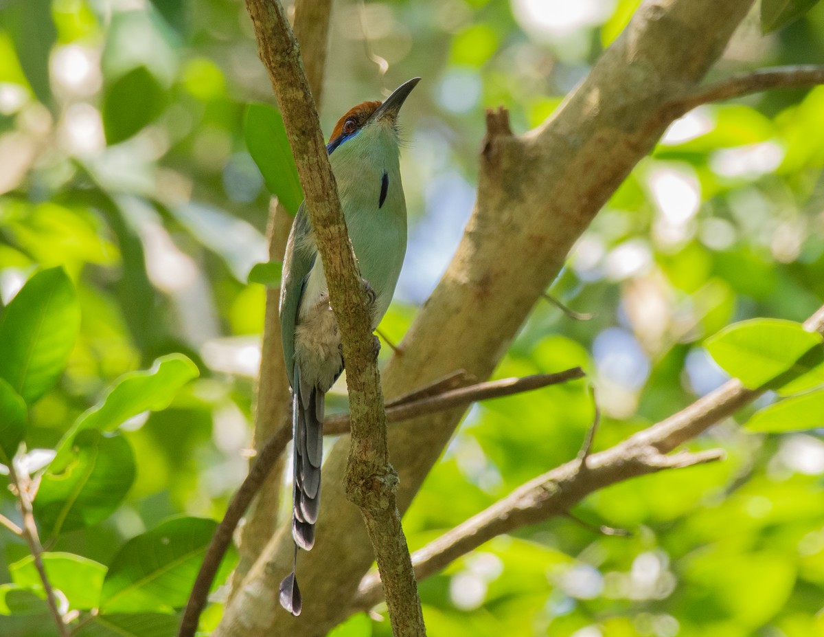 Russet-crowned Motmot - ML229910701