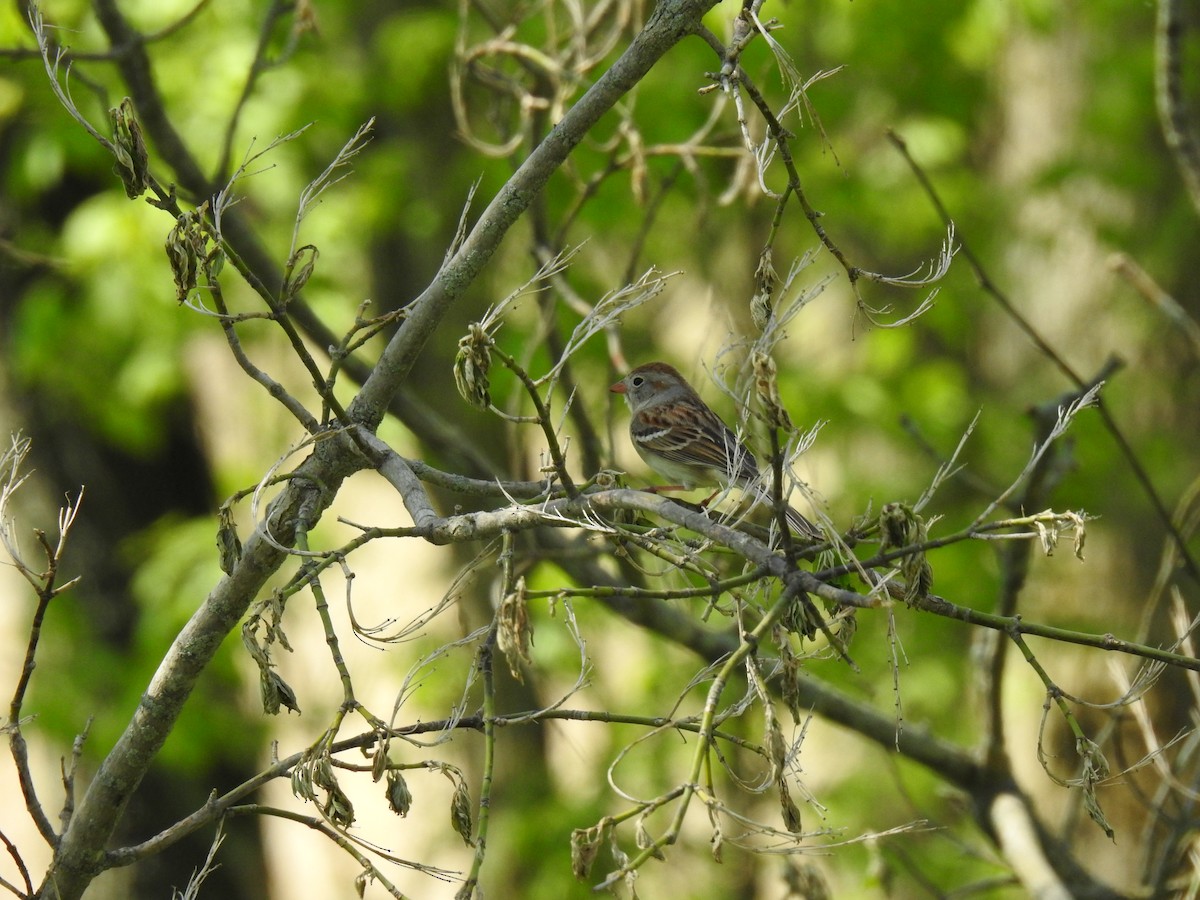 Field Sparrow - ML229911851