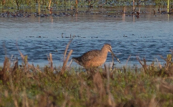 Long-billed Dowitcher - Joel Strong