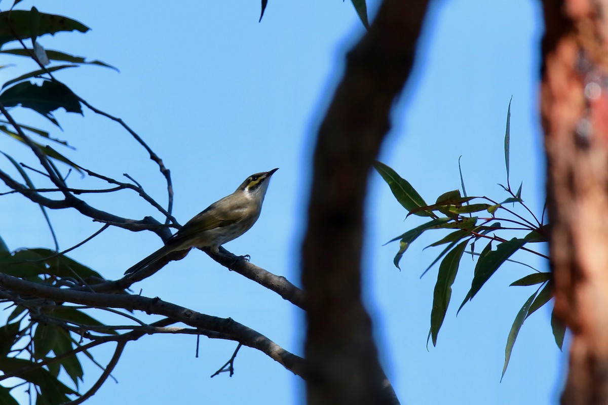 Yellow-faced Honeyeater - ML229912491