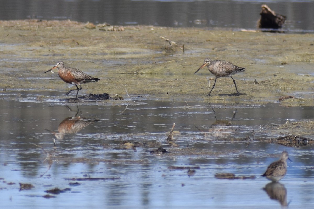 Hudsonian Godwit - Syd Cannings