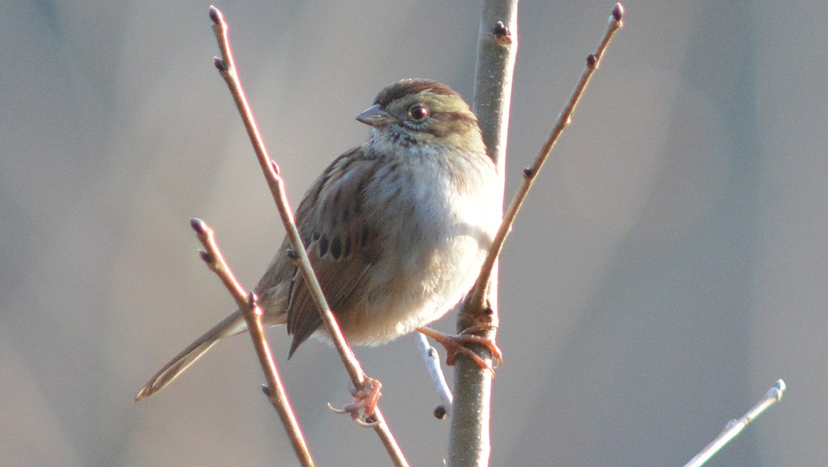 Swamp Sparrow - ML22991841