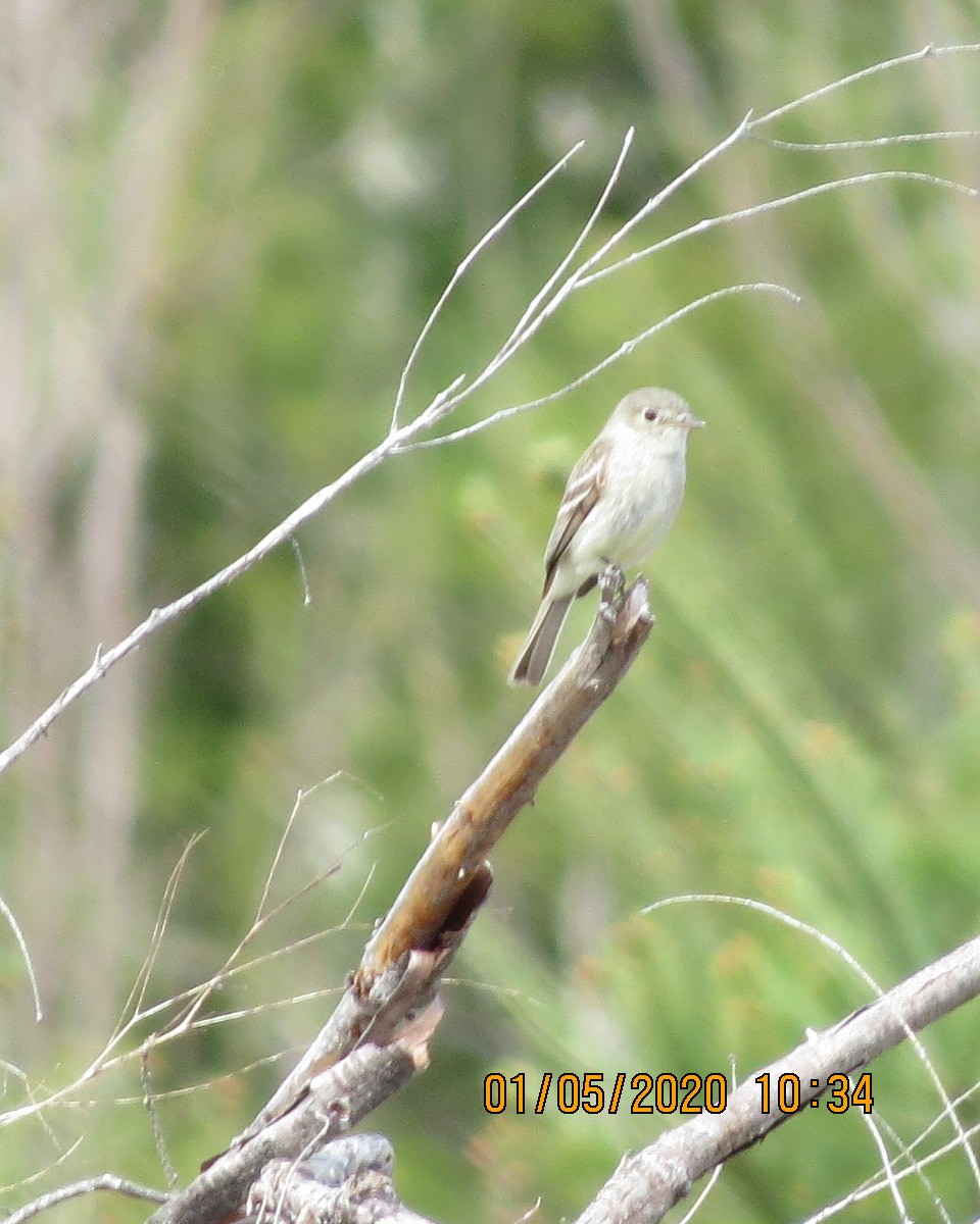 Gray Flycatcher - Gary Bletsch