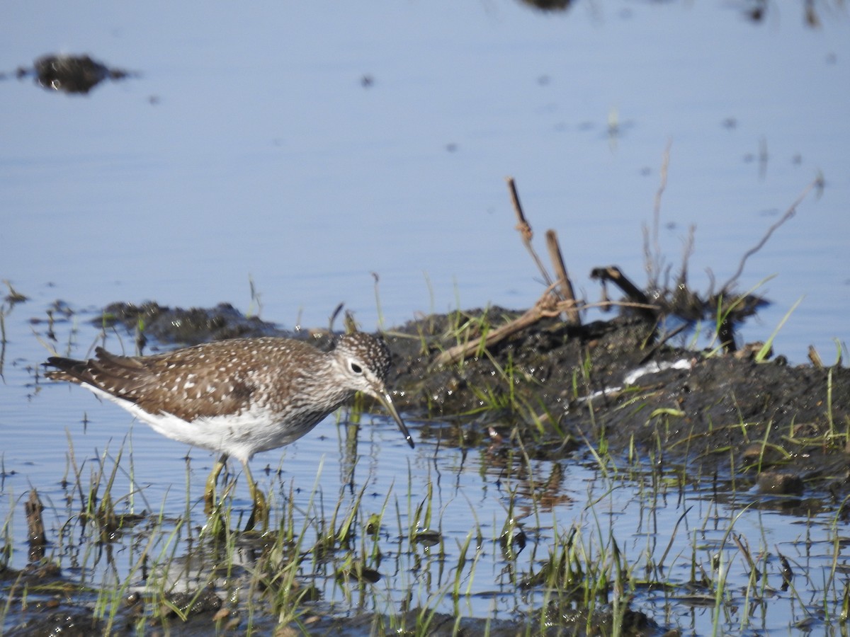 Solitary Sandpiper - Joseph Troy