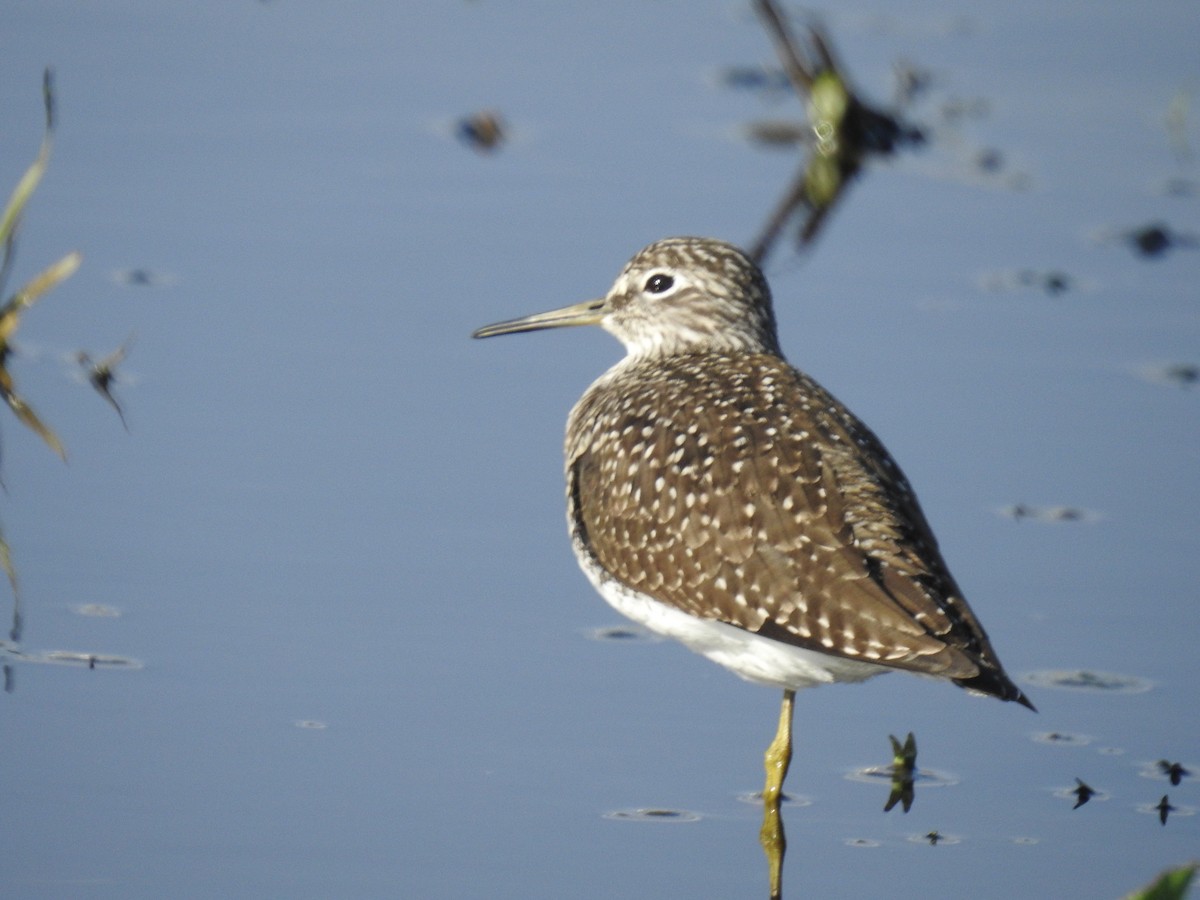 Solitary Sandpiper - ML229925681