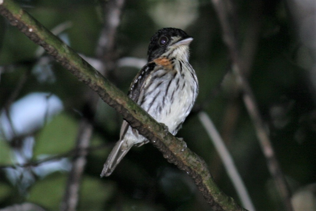 Rufous-sided Broadbill - ML229926861