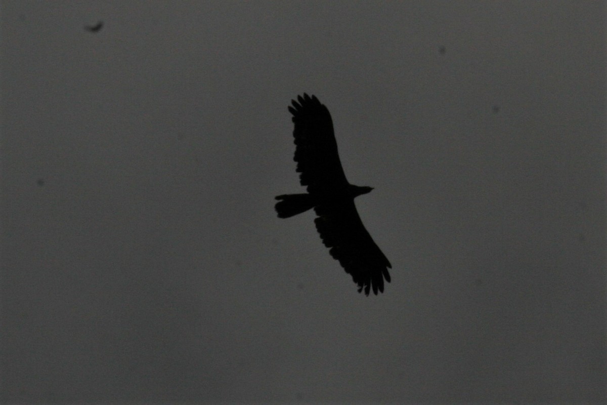 African Harrier-Hawk - ML229927231