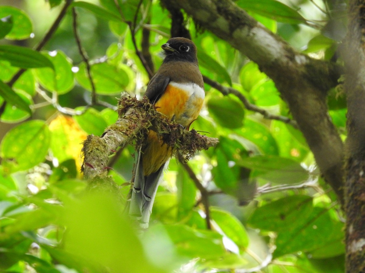 Collared Trogon - Carlos Ulate