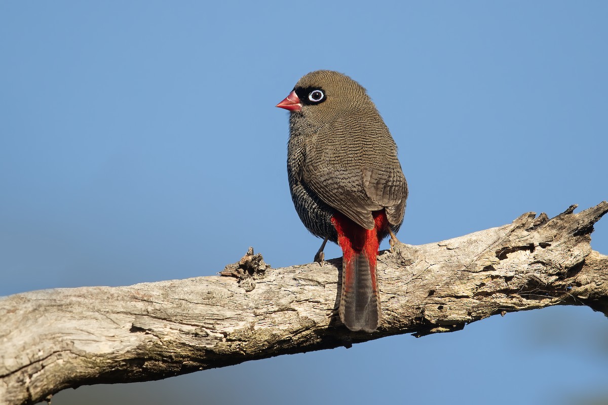 Beautiful Firetail - ML229927701