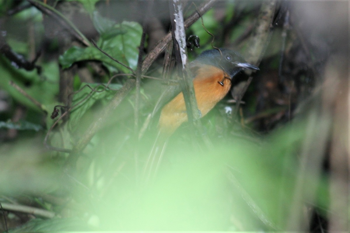 Black-headed Paradise-Flycatcher - ML229928791