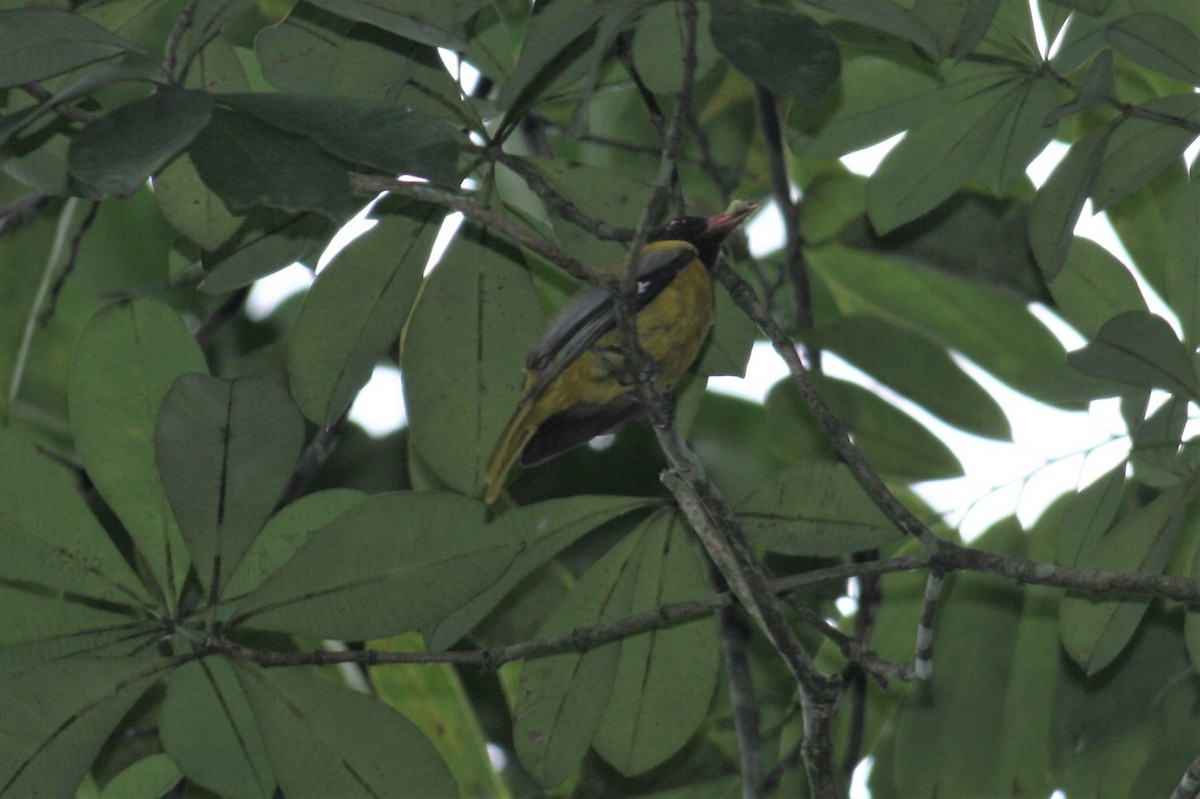 Oropéndola Cabecinegra - ML229931211