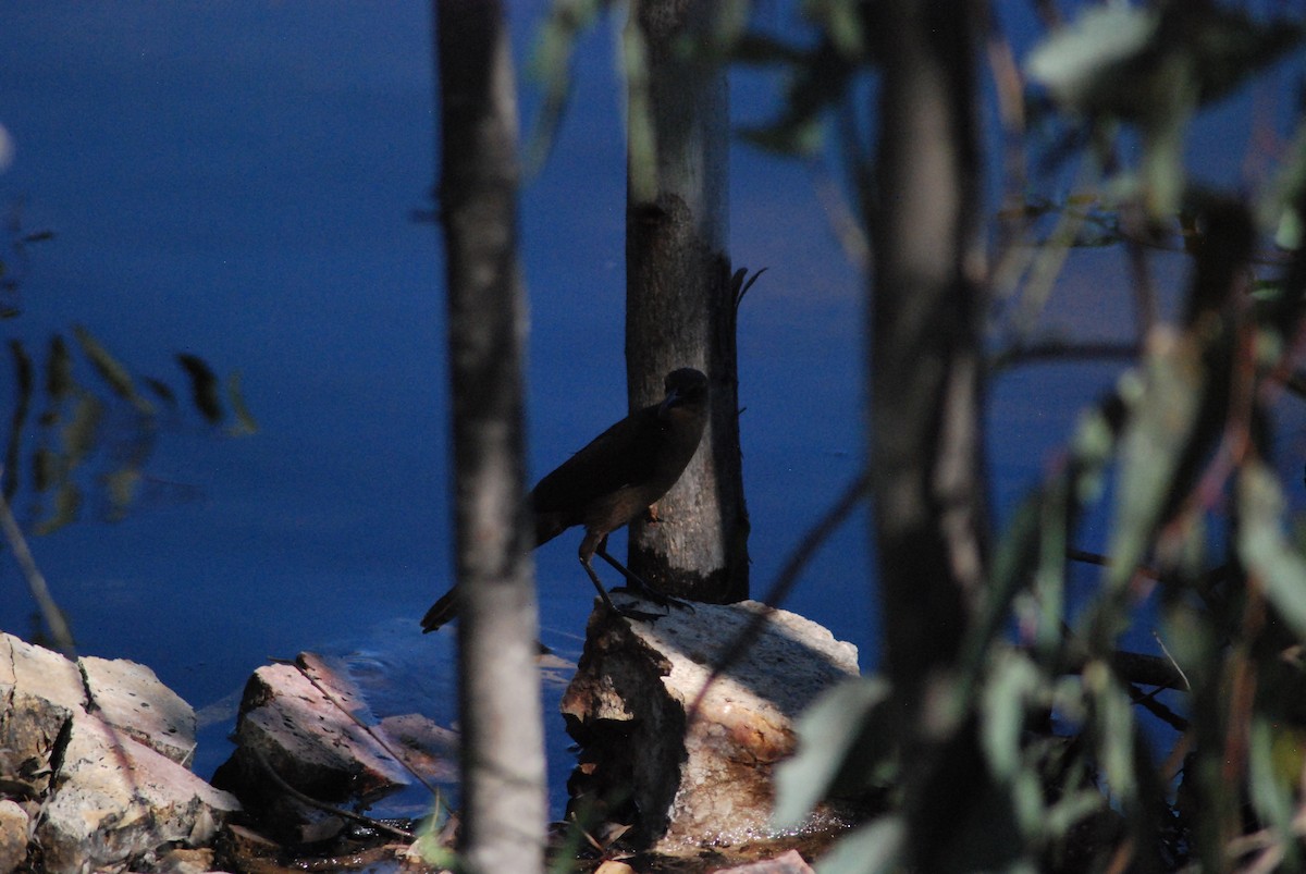 Great-tailed Grackle - ML229931281