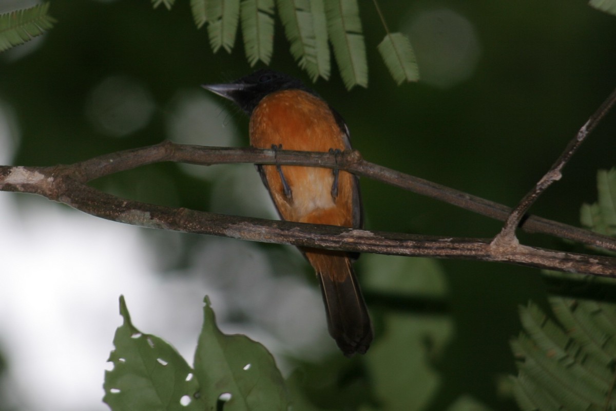 Black-headed Paradise-Flycatcher - ML229931311