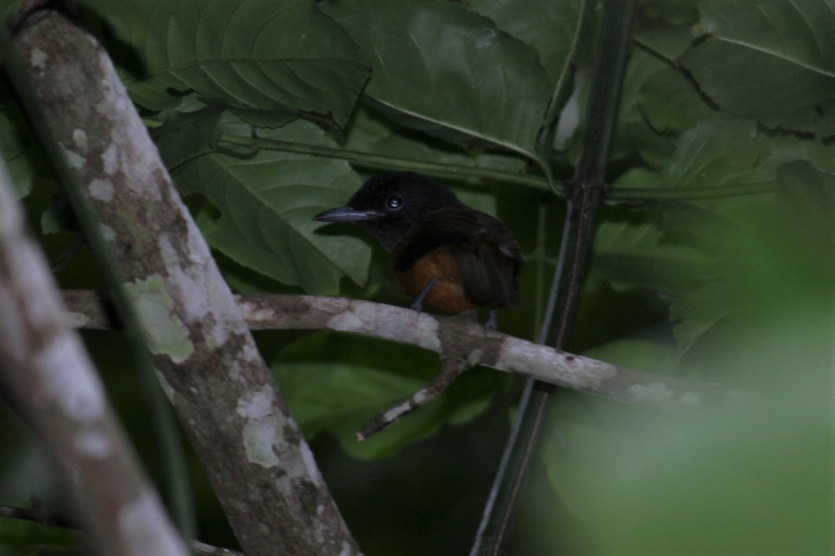 Black-headed Paradise-Flycatcher - ML229931321