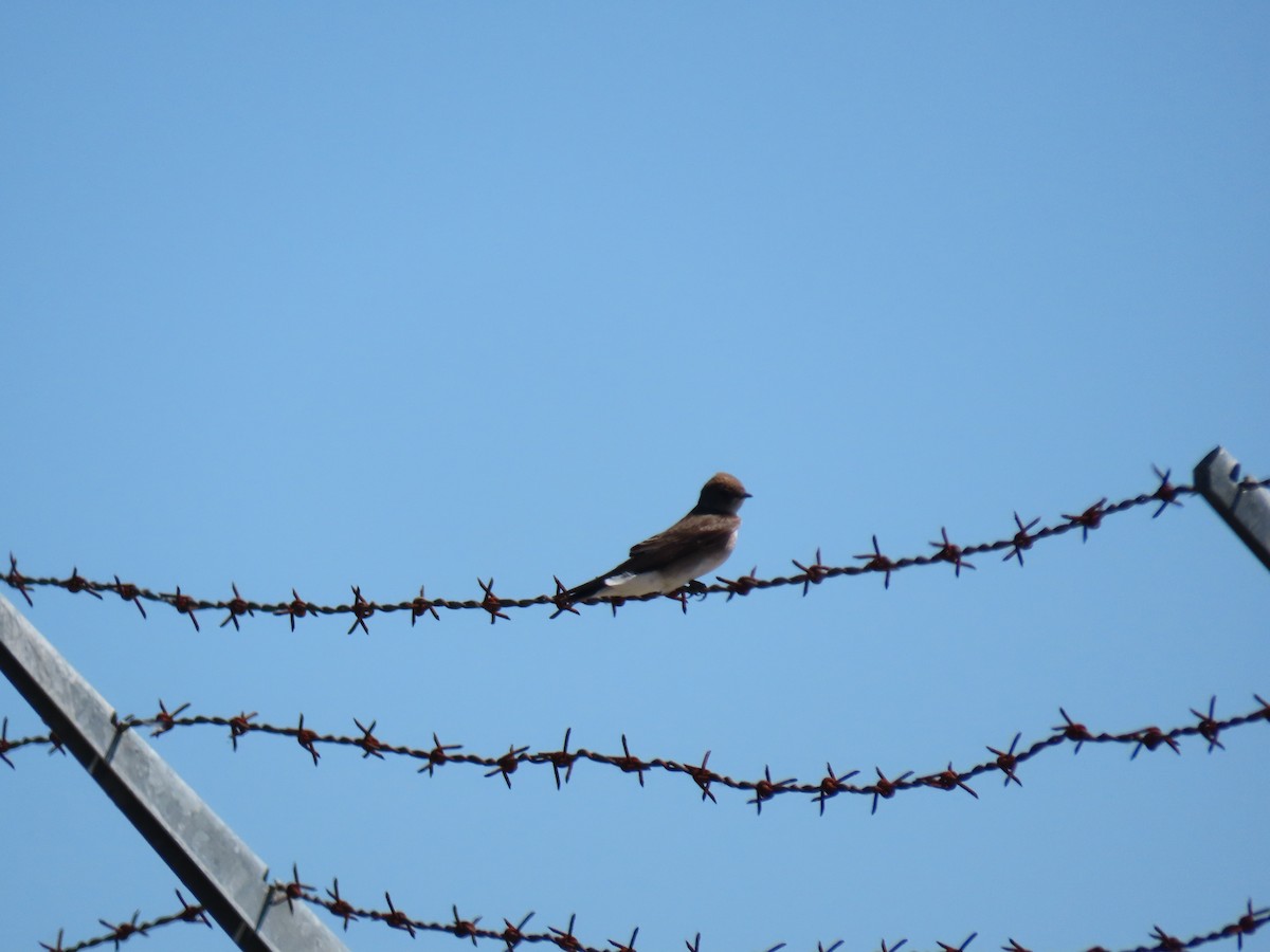 Northern Rough-winged Swallow - ML229931831