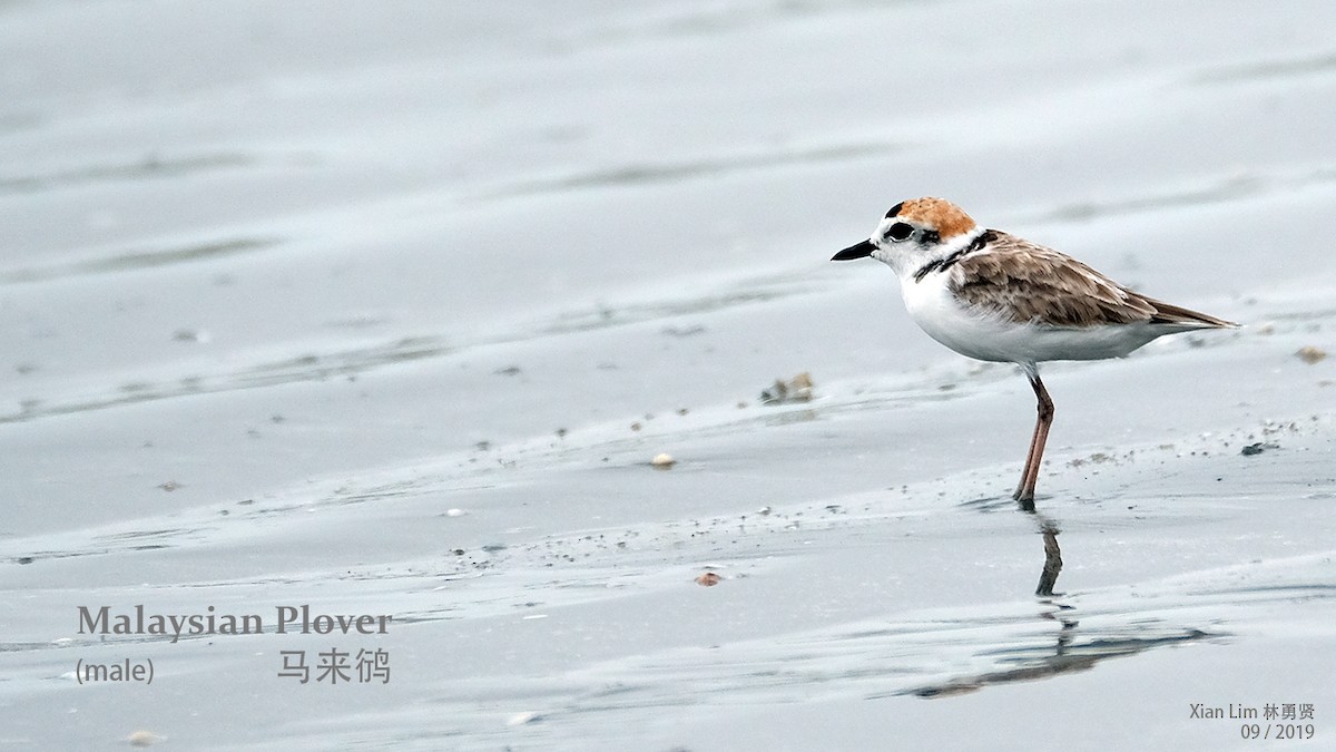 Malaysian Plover - ML229933001