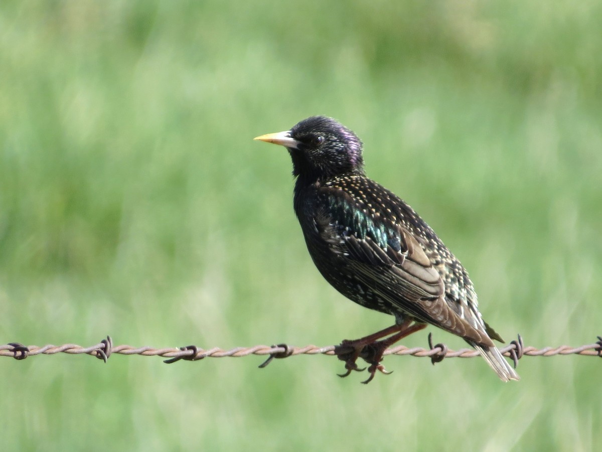 European Starling - ML229933061