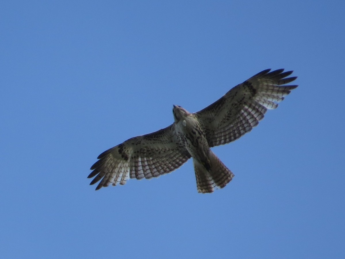 Red-tailed Hawk - ML229933761
