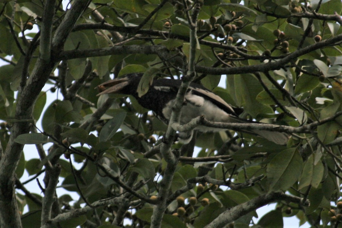 Piping Hornbill - ML229934411