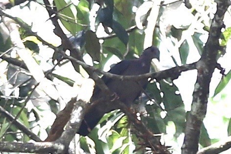 Sri Lanka Wood-Pigeon - ML229934571