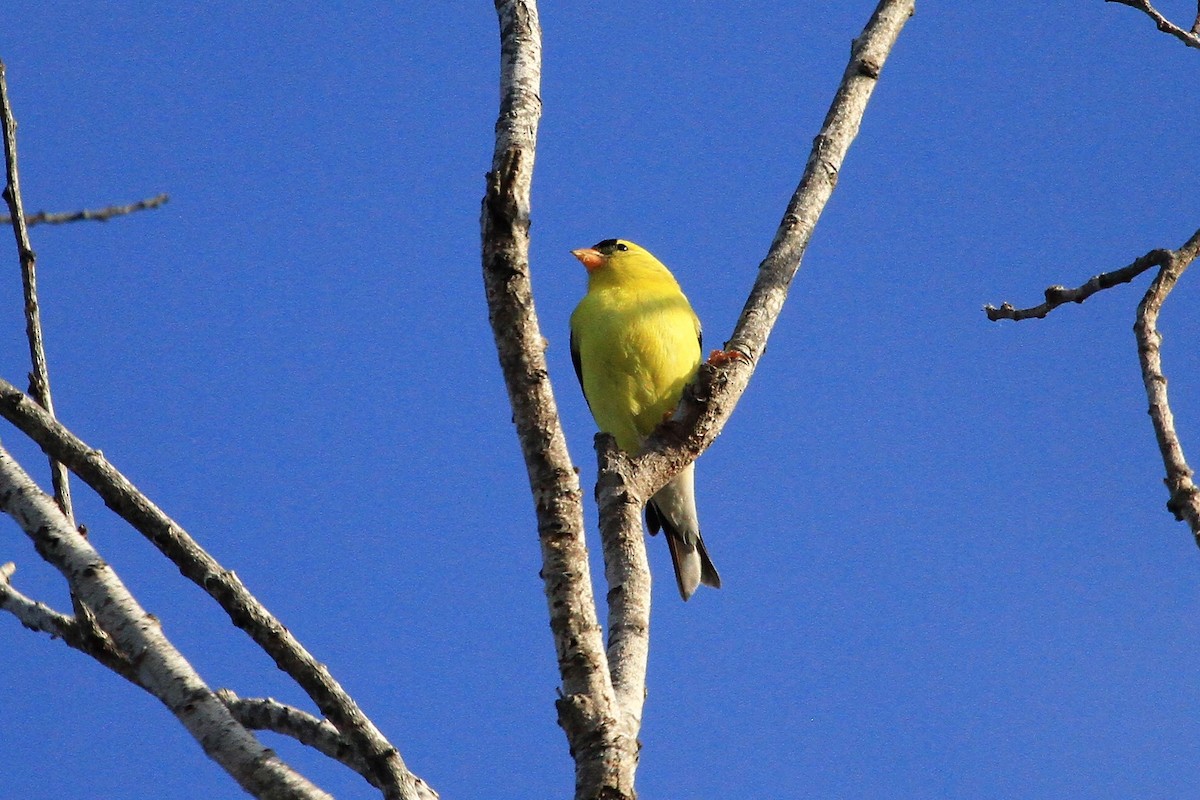 American Goldfinch - ML229935571