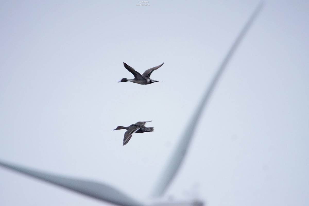 Northern Pintail - ML229936191