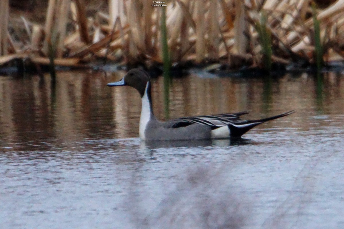 Northern Pintail - ML229936211