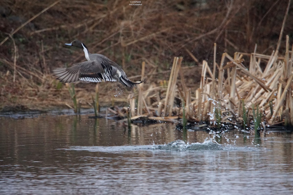 Northern Pintail - shawn chapman