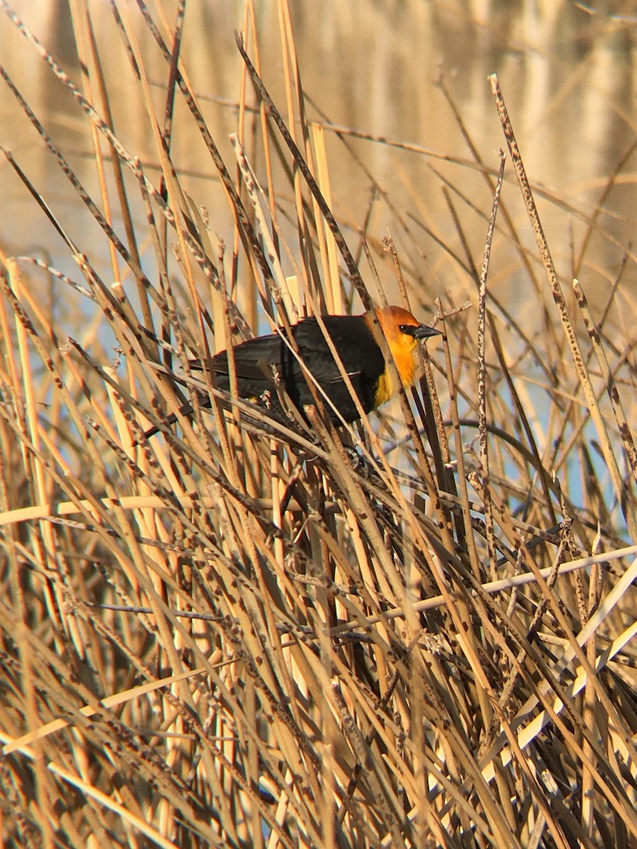 Yellow-headed Blackbird - ML229936271