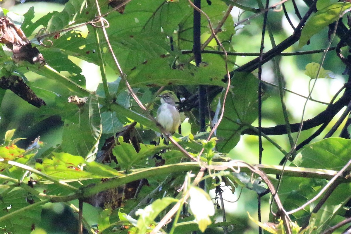 Red-banded Flowerpecker - Richard Jeffers