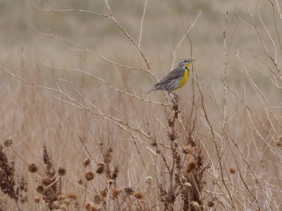 Western Meadowlark - ML229939631