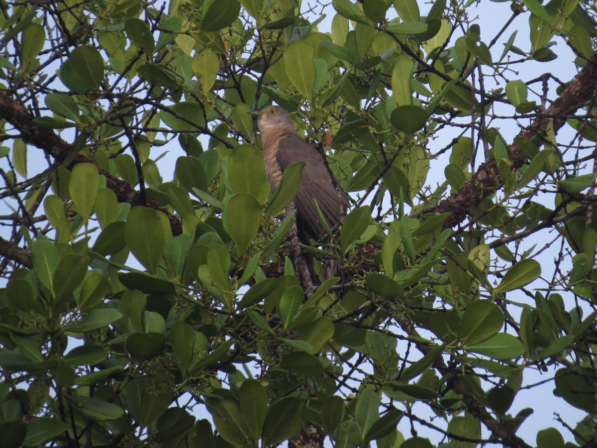 Common Hawk-Cuckoo - Ramit Singal