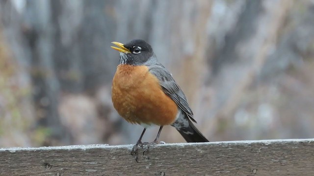 American Robin - ML229940701