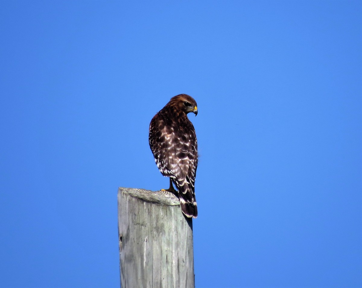 Red-shouldered Hawk - Robin Diaz