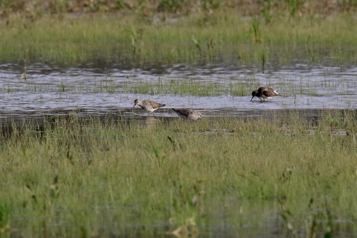 Bindenstrandläufer - ML229943161