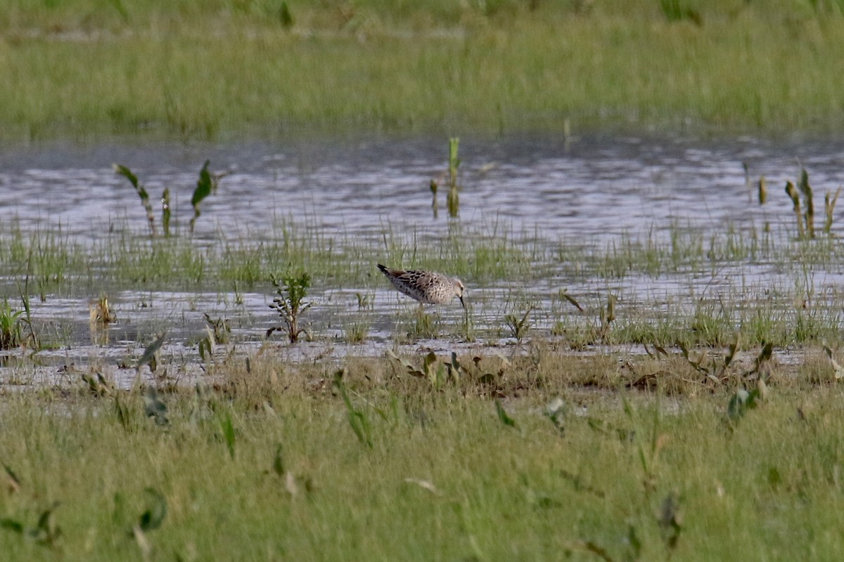 Stilt Sandpiper - Aaron Nisley