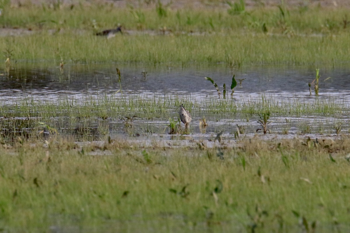 Stilt Sandpiper - ML229943271