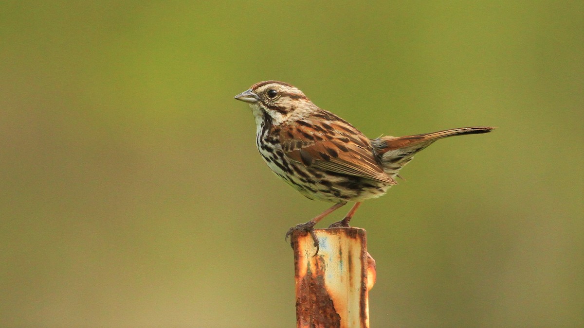 Song Sparrow - Kent Forward