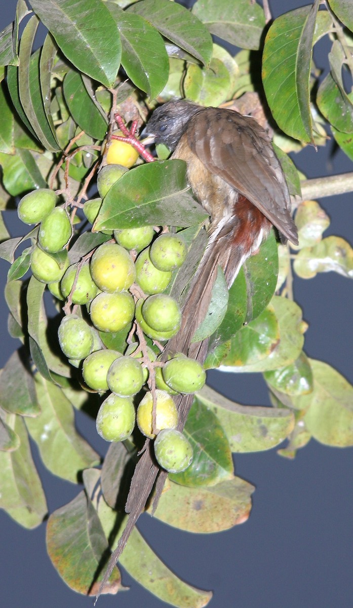 Red-backed Mousebird - ML229944401