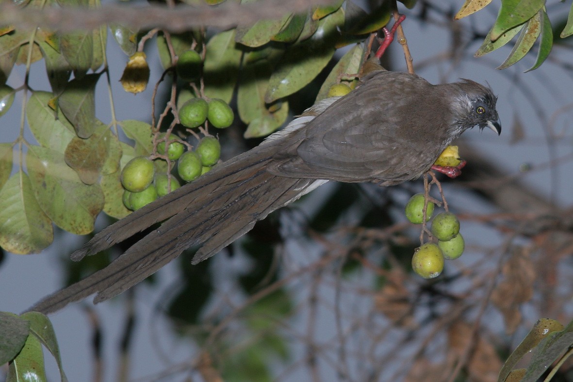 Red-backed Mousebird - ML229944411