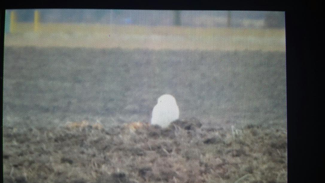 Snowy Owl - ML22994511