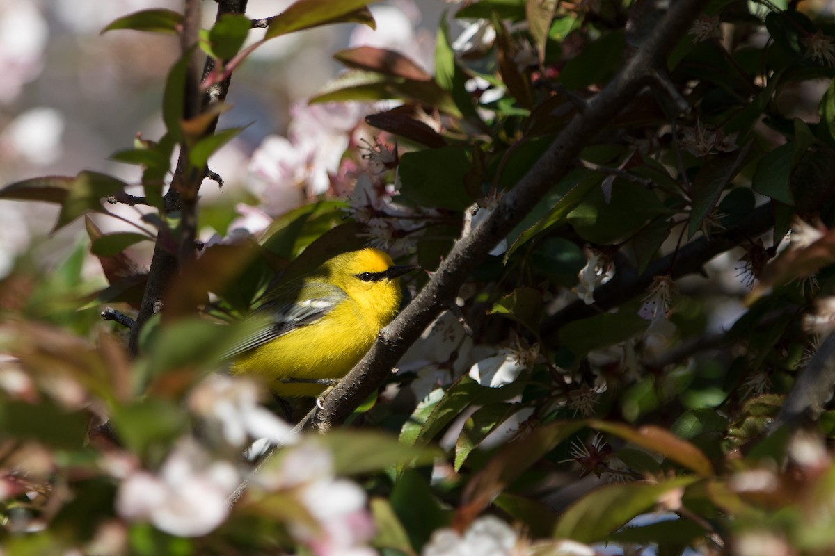 Blue-winged Warbler - ML229945231