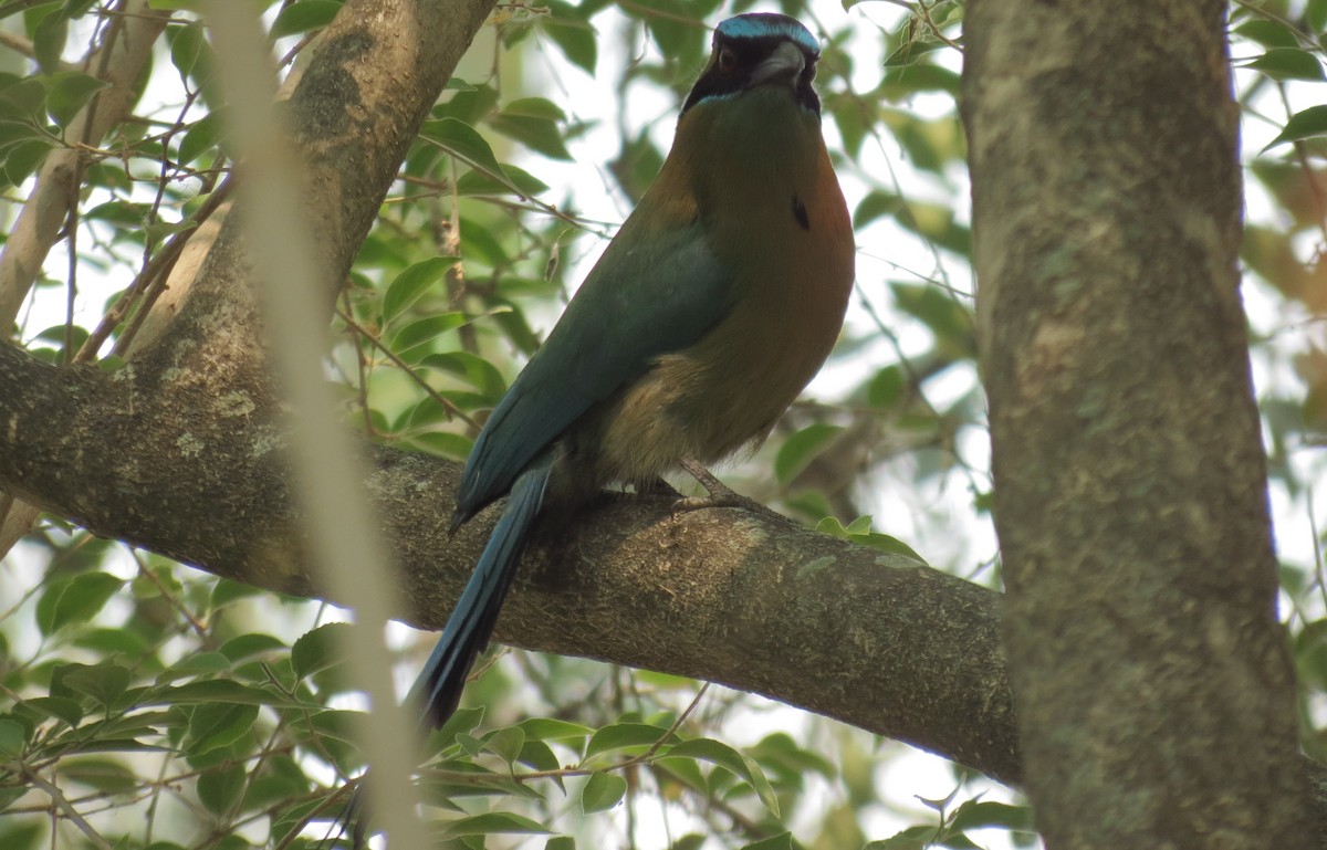 Diademmotmot - ML229945421