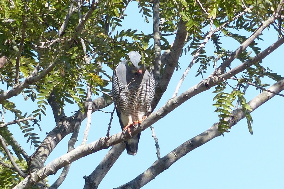 Lizard Buzzard - ML229946611