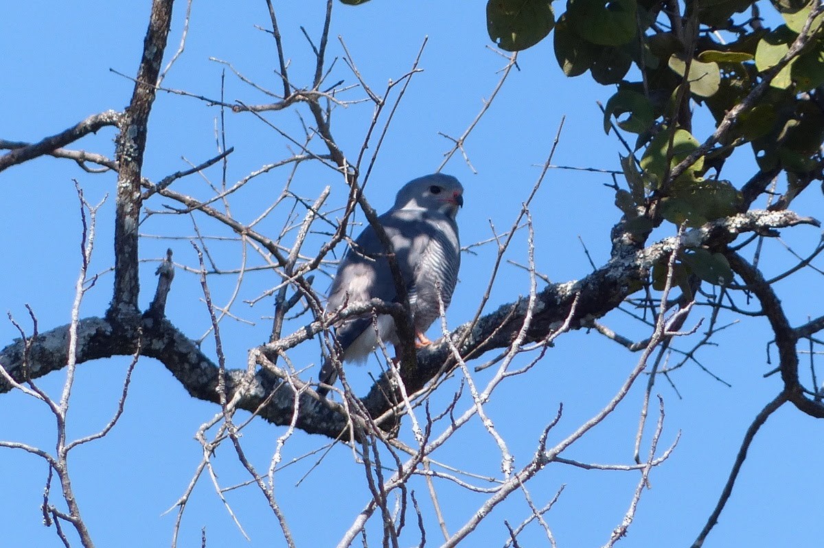 Lizard Buzzard - Andy Frank